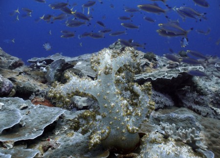 Divaricate Tree Coral (Dendronephthya [Roxasia] sp.)