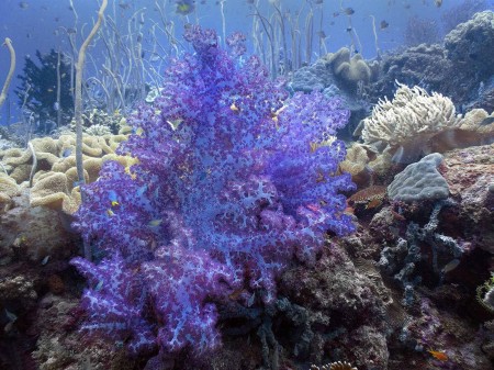 Divericate Tree Coral (Dendronephthya roxasia)