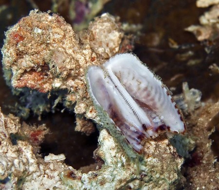 Empty Bivalve Shell