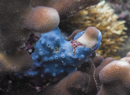 Encrusting Blue Sponge (Haliclona sp.)