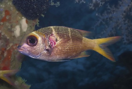 Humpnose Bigeye Bream (Monotaxis grandoculis) with injury