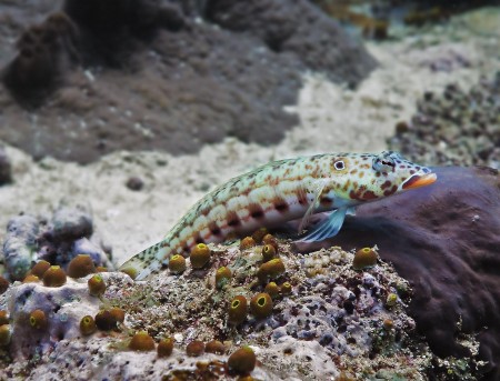 Latticed Sandperch (Parapercis clathrata)