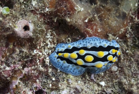 Nudibranch (Phyllidia coelestis)