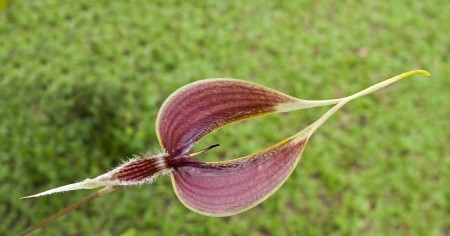 Strange Orchid