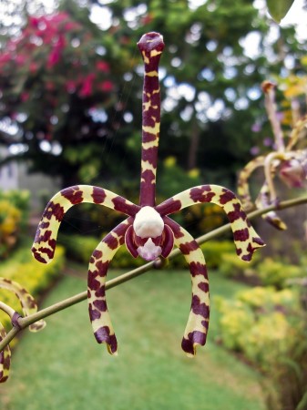 Orchid