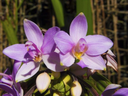 Orchid