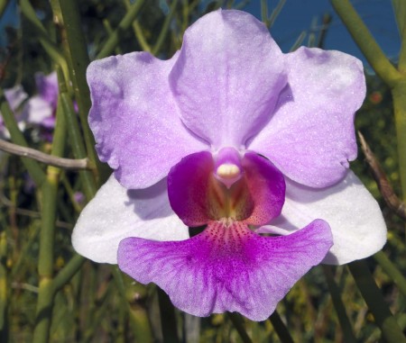 Orchid