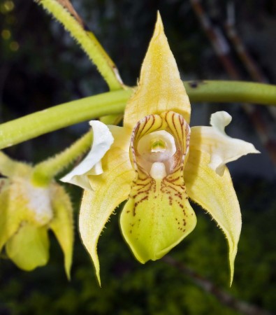 Orchid