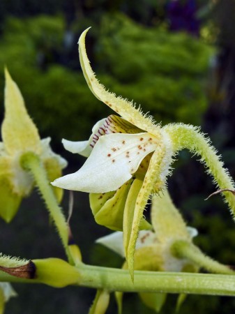 Orchid