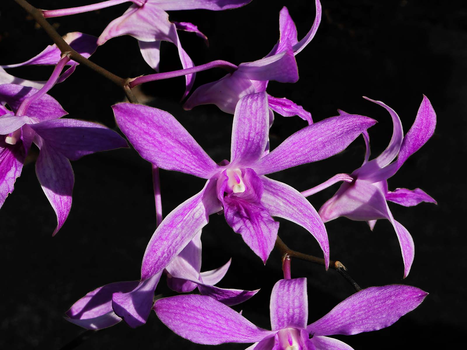 Purple Orchid Types