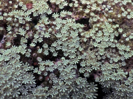 Organ Pipe Coral (Tubipora musica)