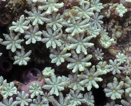 Organ Pipe Coral (Tubipora musica) [enlarged]