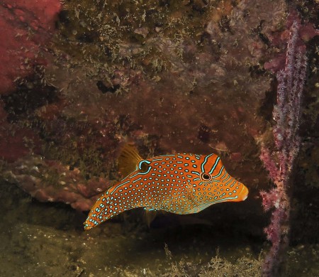 Papuan Toby (Canthigaster papua)