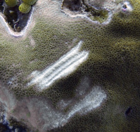 Parrotfish Bite Marks on Coral