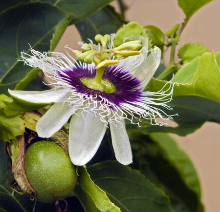 Passionfruit Flower and fruit