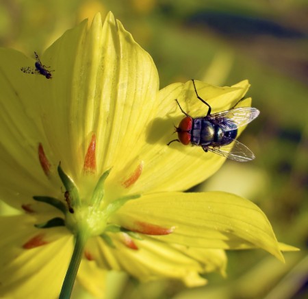 Red-Eyed Fly and Friends