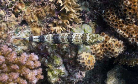 Reef Lizardfish (Synodus variegatus)
