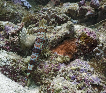 Reef Lizardfish (Synodus variegatus)