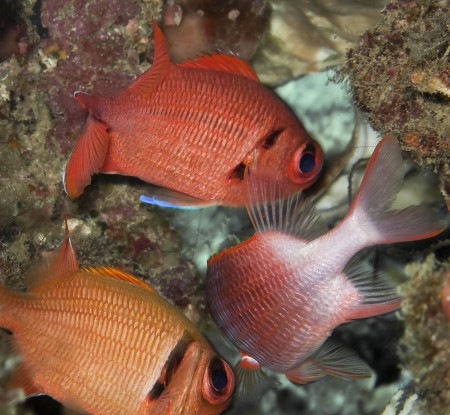 Scarlet Soldierfish - Myripristis pralinia