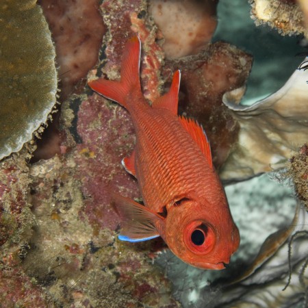 Scarlet Soldierfish - Myripristis pralinia