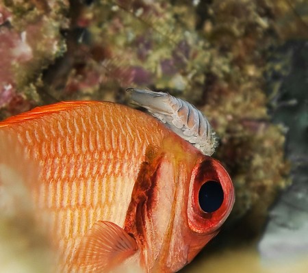 Scarlet Soldierfish - Myripristis pralinia with isopod parasite Anilocra laticaudata