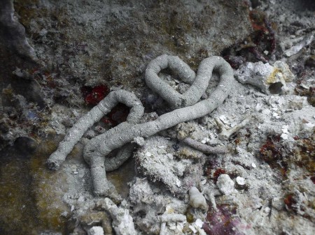 Sea Cucumber Feces