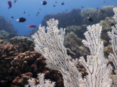 Sea Fan (Acabria sp.)