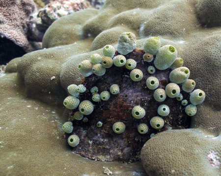 Sea Squirt (Atriolum robustum)