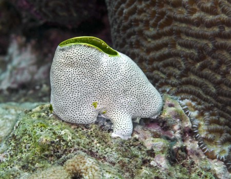Sea Squirt (Didemnum molle)