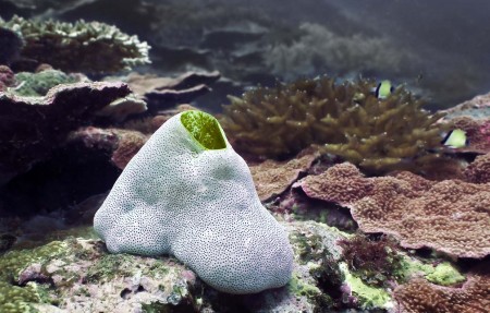 Sea Squirt (Didemnum molle)