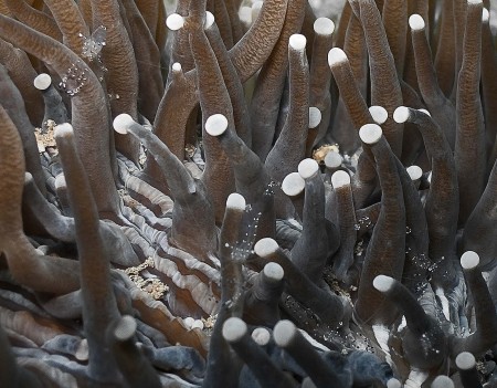 Shrimp in fungiform (Heliofungia actiniformis) coral (species unknown, possibly Periclimenes holthuisi)