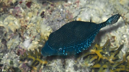 Solor Boxfish - Ostracion solorensis