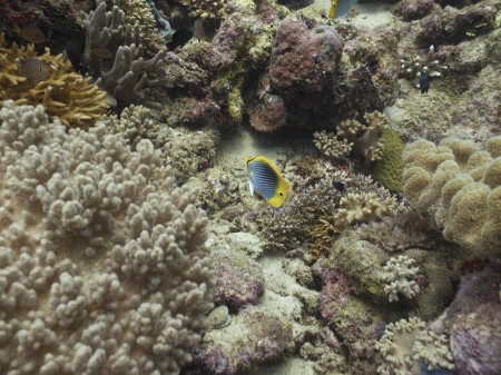 Spot-Tail Butterflyfish (Chaetodon ocellicandus)