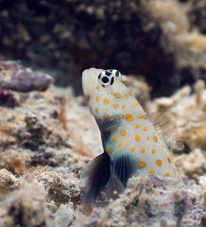 Spotted Shrimpgoby - Amblyeleotris guttata
