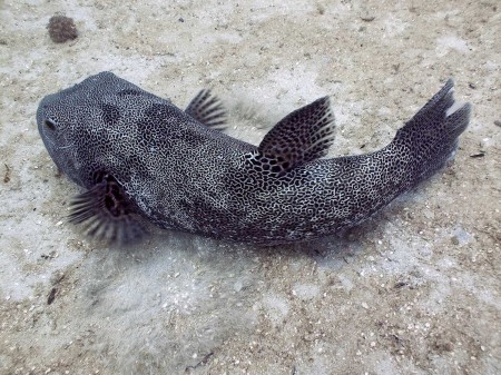Star Pufferfish (Arothron stellatus)
