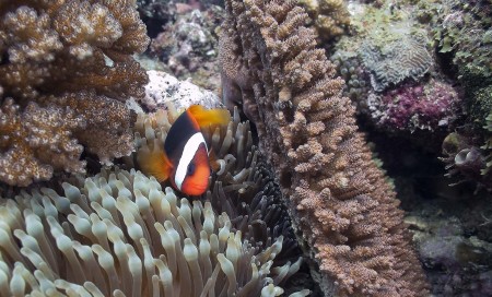 Tomato Anemonefish [female] (Amphiprion frenatus)