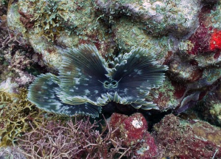 Tubeworm (Sabellastarte sanctijosephi)