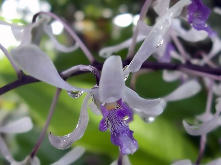 Wet Orchids in my Yard
