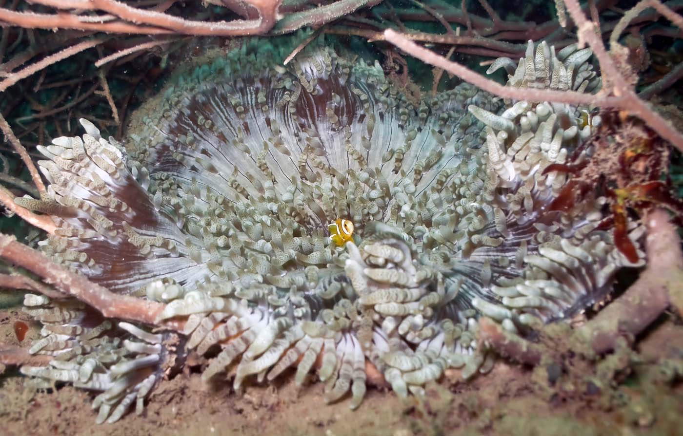aurora anemone