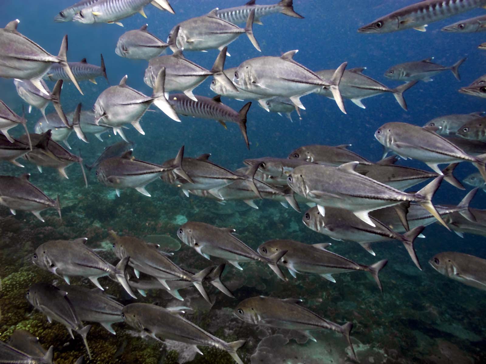 Trevally Parasite