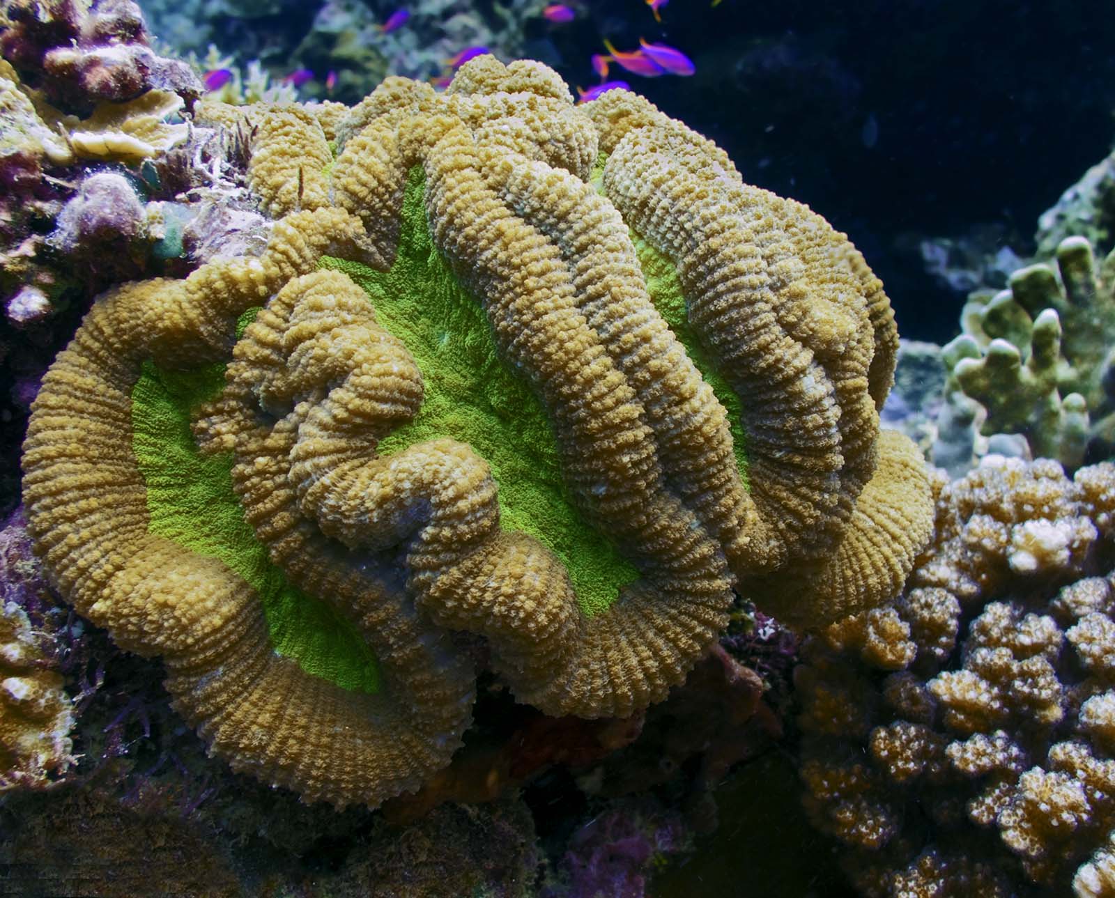 Madang Ples Bilong Mi » Blog Archive » Smart Corals and Dumb Corals