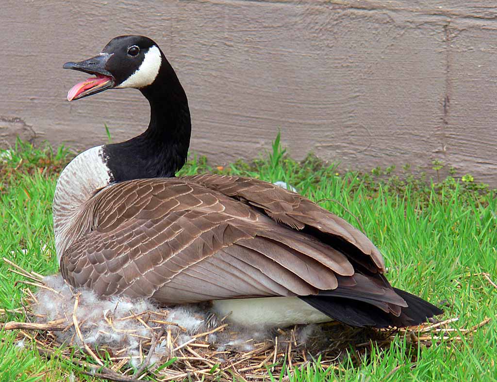 canada goose | Madang - Ples Bilong Mi