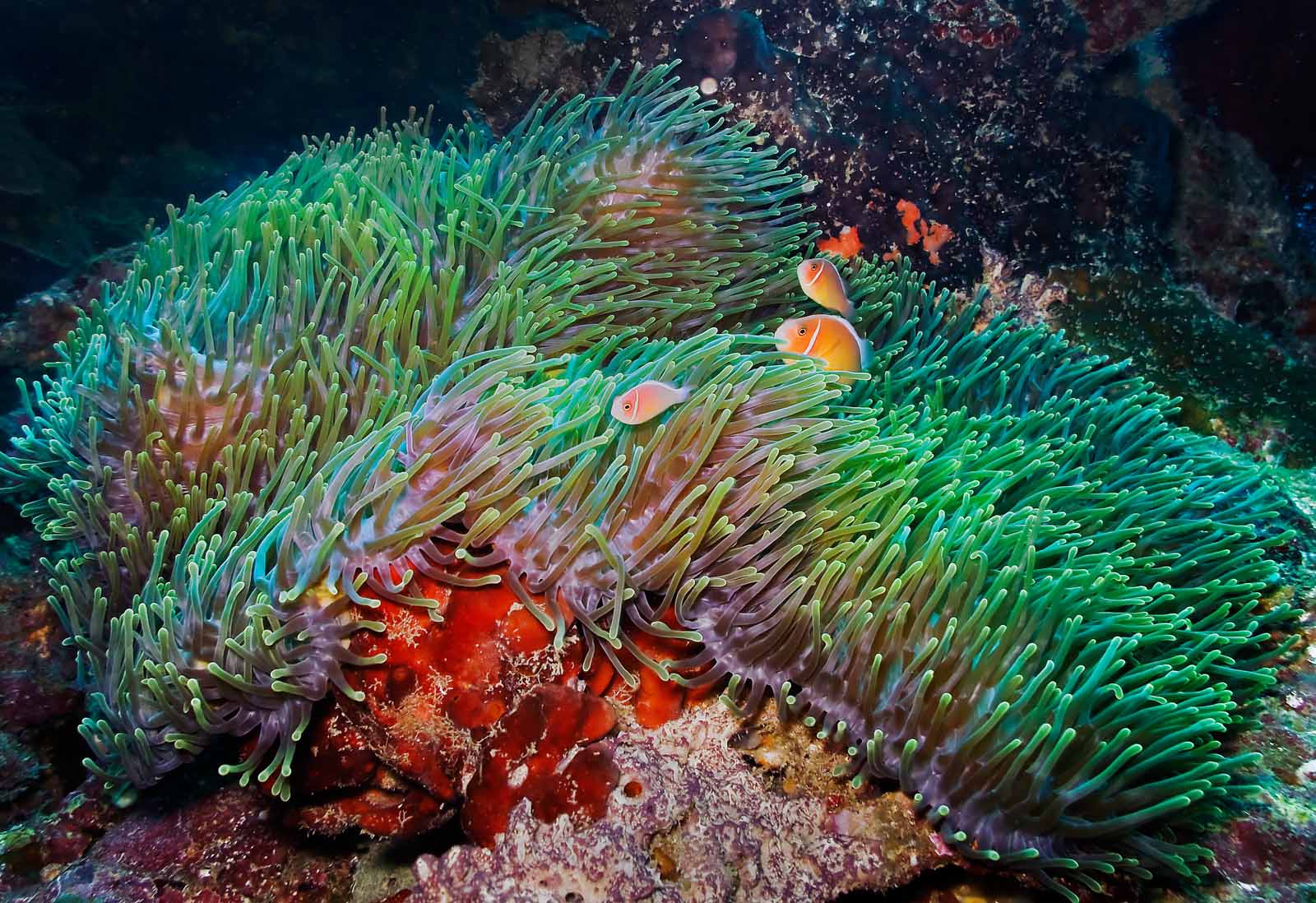 Sea Anemone Habitat