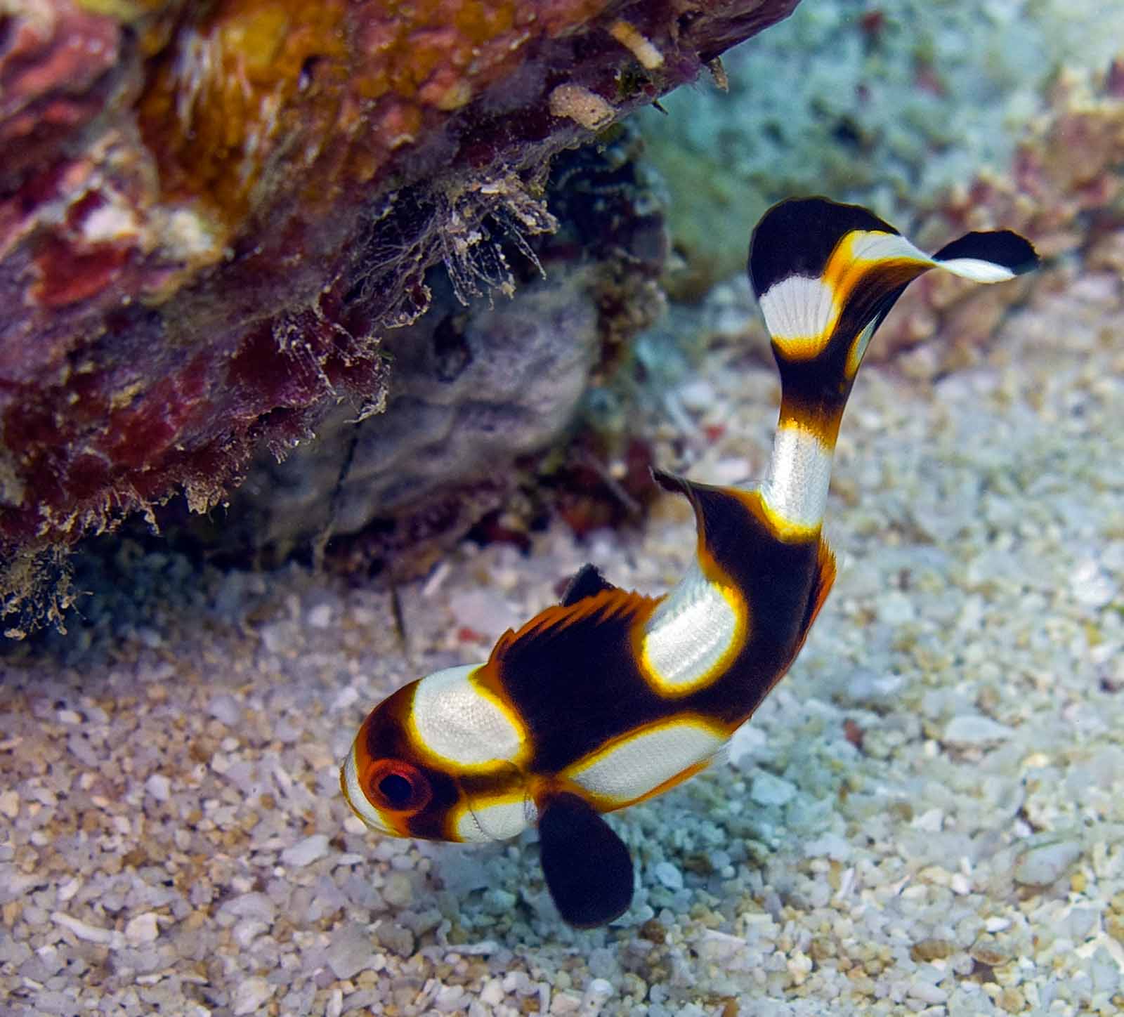 Juvenile Oriental Sweetlips
