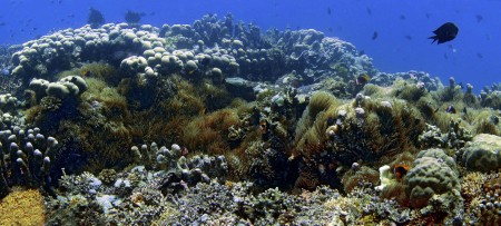 The anemone garden at Pig Island