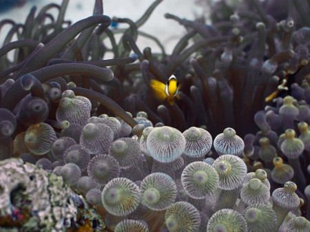 Bulb Anemone (Entacmaea quadricolor)