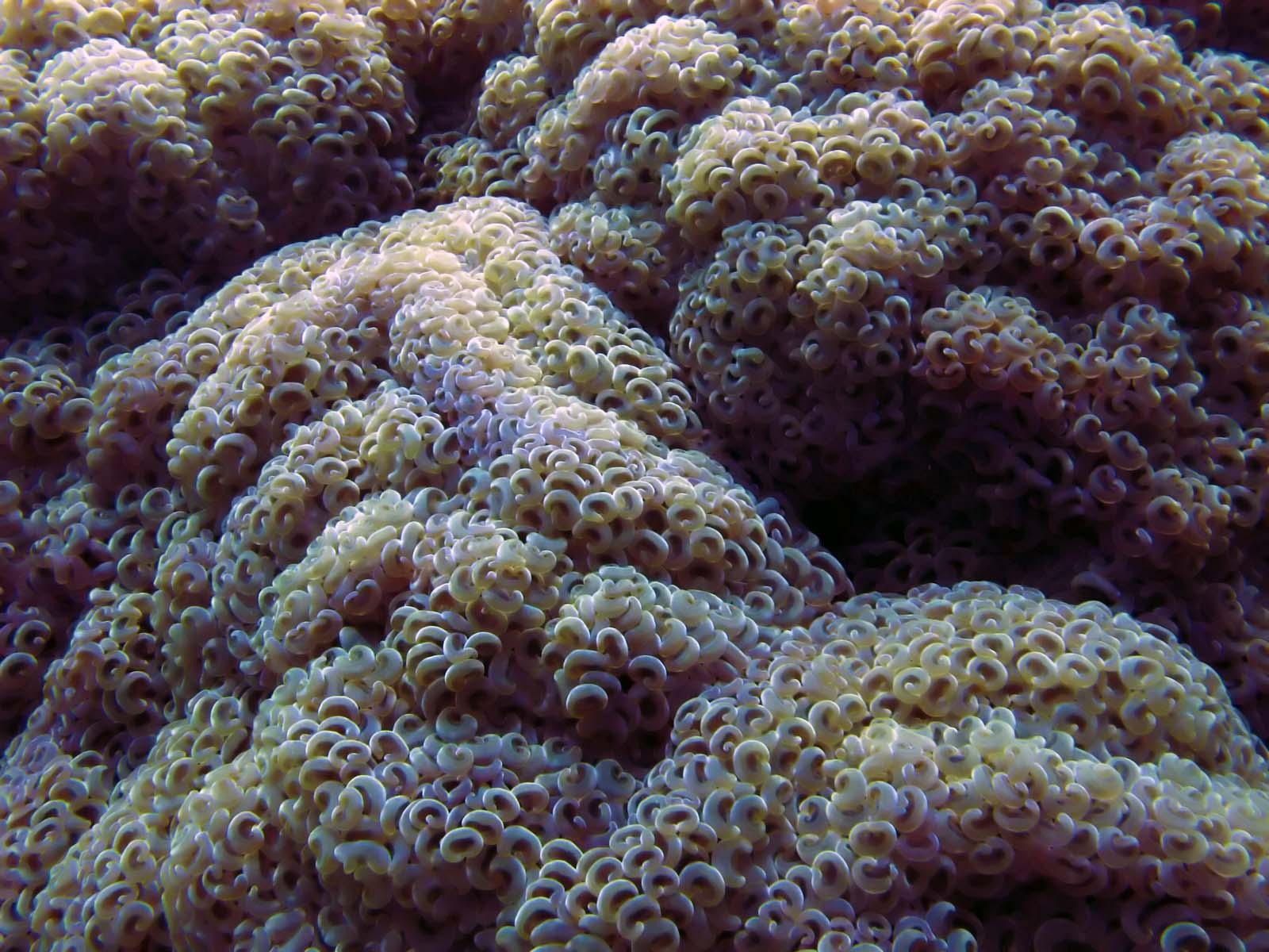 coral skin