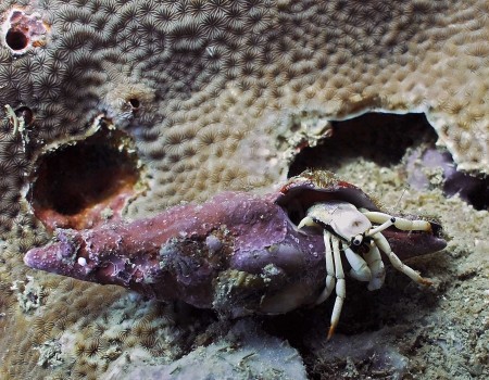 Hermit Crab (Calcinus minutus)