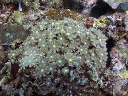 Palm Coral (Clavularia sp)