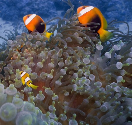 Red and Black Anemonefish (Amphiprion melanopus)